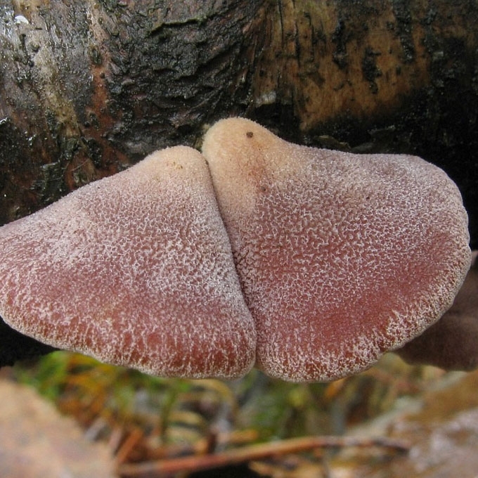 RAUSVASIS SKIAUTENĖLIS