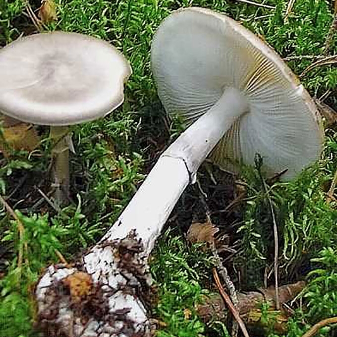RAUSVAVARUDĖ MUSMIRĖ