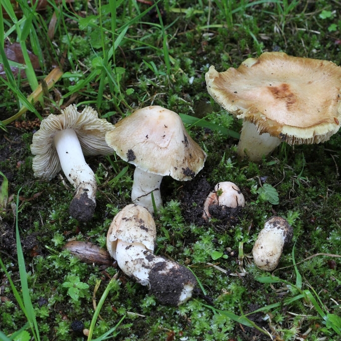 RAUSVĖJANČIOJI PLAUŠABUDĖ