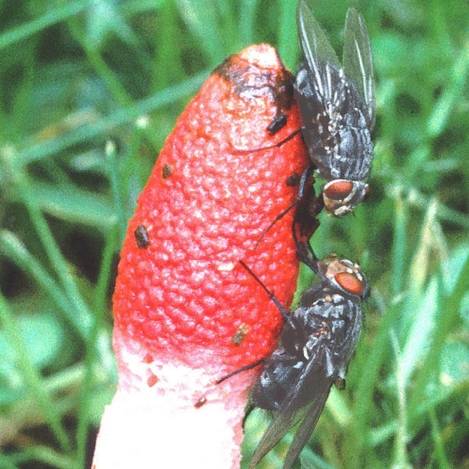 RAVENELIO PONIABUDĖLĖ