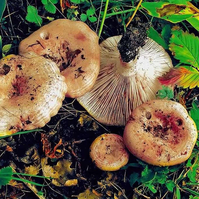 RIEVĖTASIS PIENGRYBIS