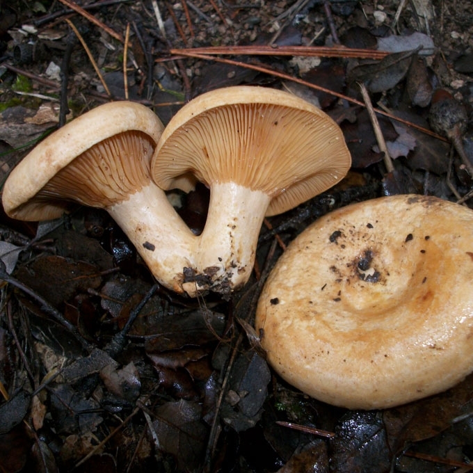 RIEVĖTASIS PIENGRYBIS