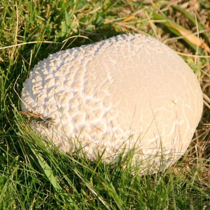 ROPLIAODIS KUKURDVELKIS