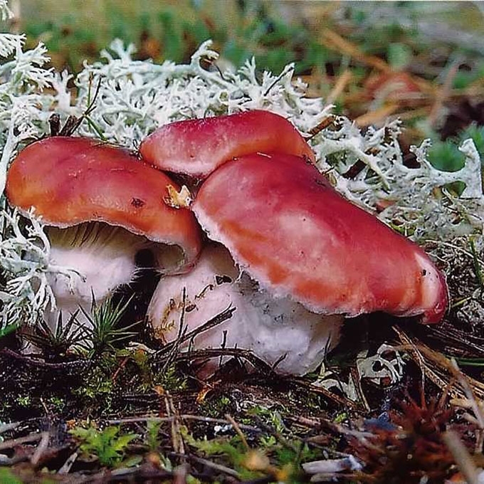 ROŽIASPALVĖ GELTONPĖDĖ