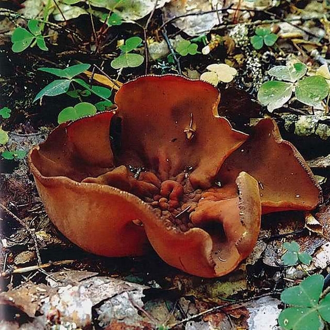 RUDASIS AUSUNIS
