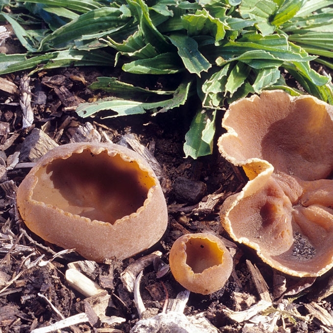 RUDASIS AUSUNIS