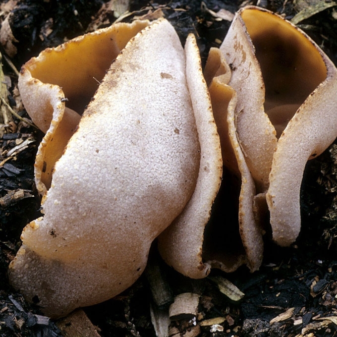 RUDASIS AUSUNIS