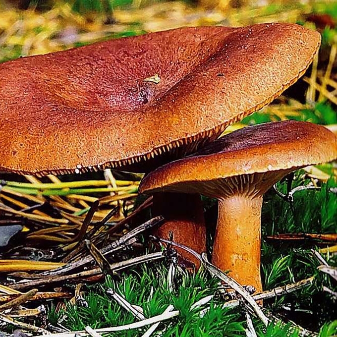 RUDASIS PIENGRYBIS