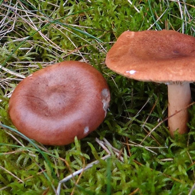RUDASIS PIENGRYBIS