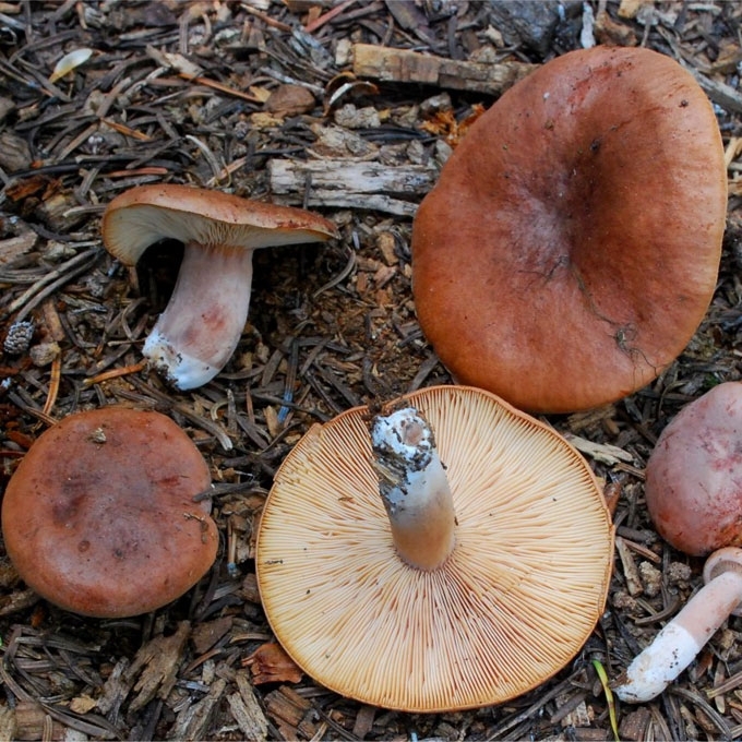 RUDASIS PIENGRYBIS