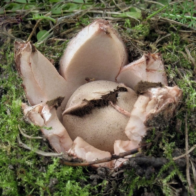 RUDASIS ŽVAIGŽDINAS