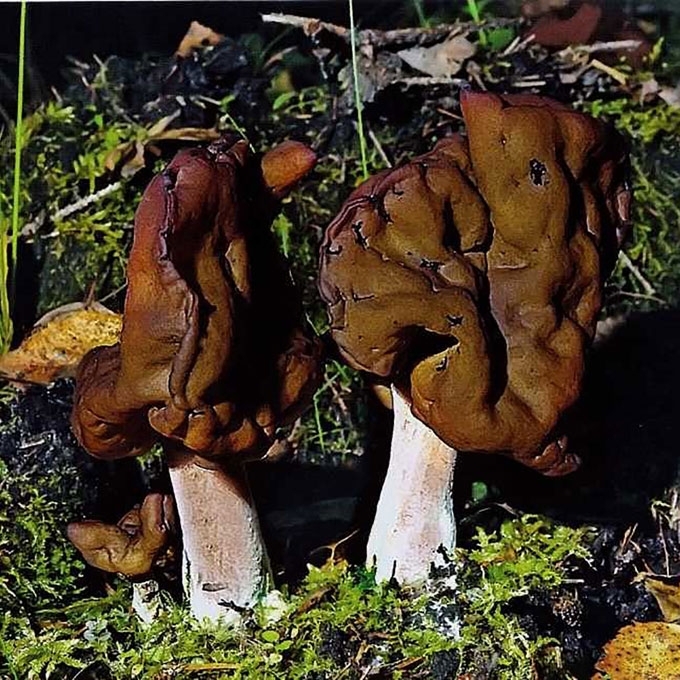 RUDENINIS BOBAUSIS