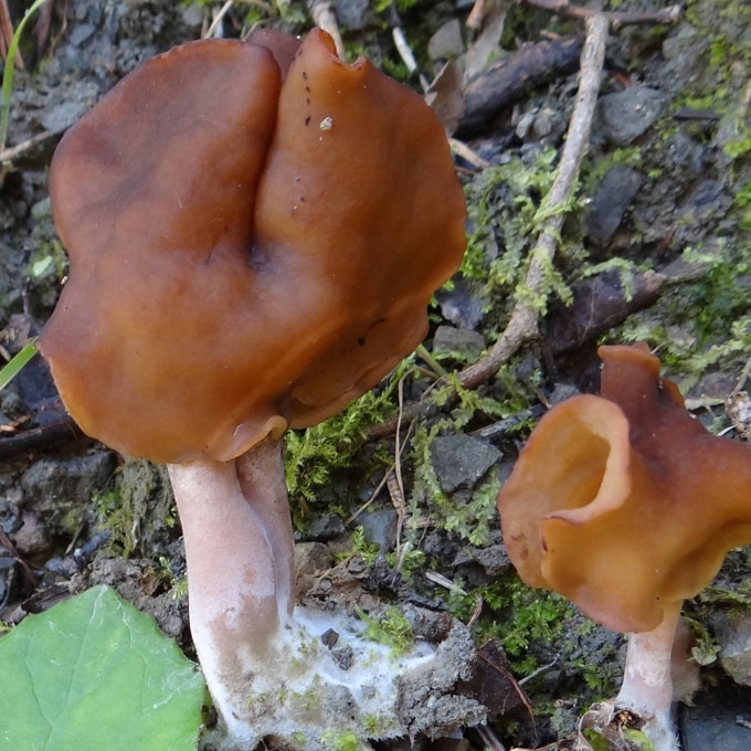 RUDENINIS BOBAUSIS