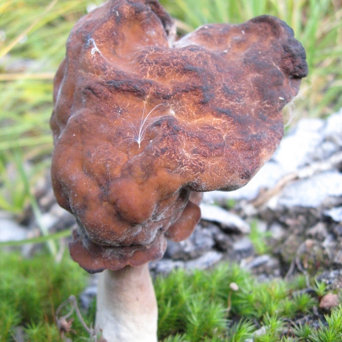 RUDENINIS BOBAUSIS