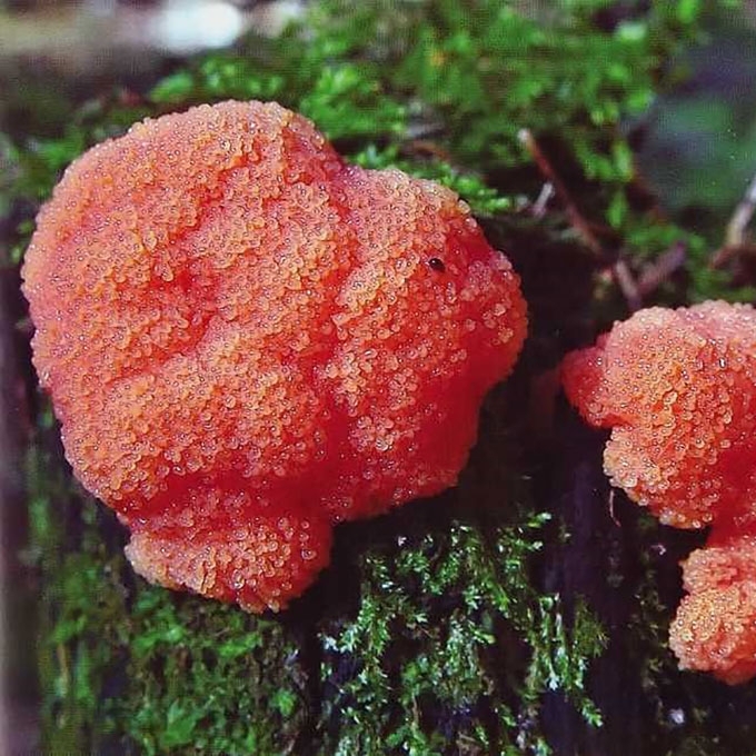 RUSVOJI TUBIFERA