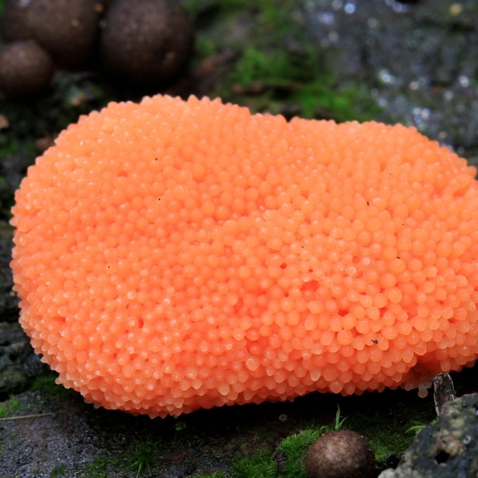 RUSVOJI TUBIFERA