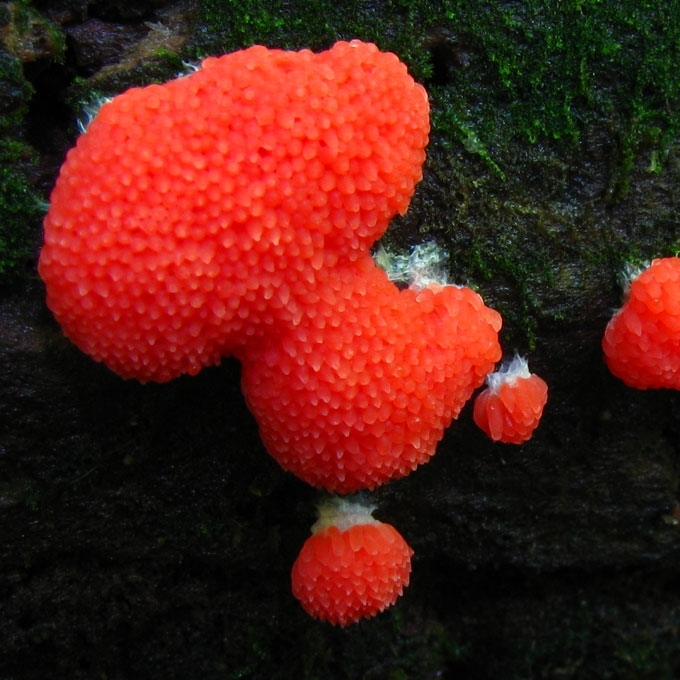 RUSVOJI TUBIFERA