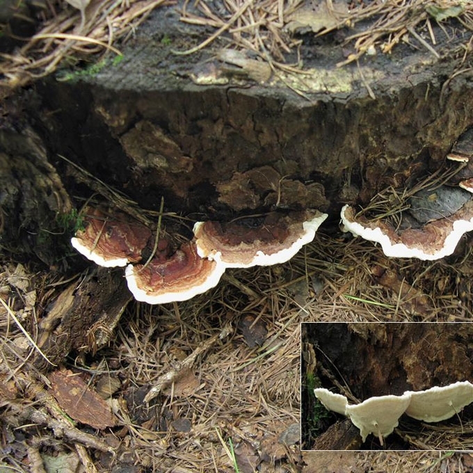 ŠAKNINĖ PINTENĖ