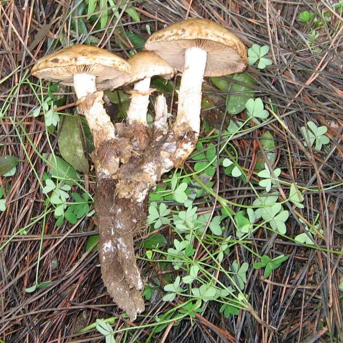 ŠAKNIŠKOJI JAUNABUDĖ
