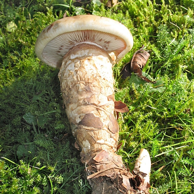 ŠAKNIŠKOJI JAUNABUDĖ