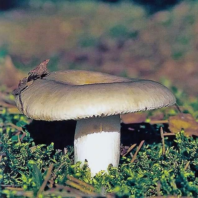 ŠAKOTALAKŠTĖ ŪMĖDĖ