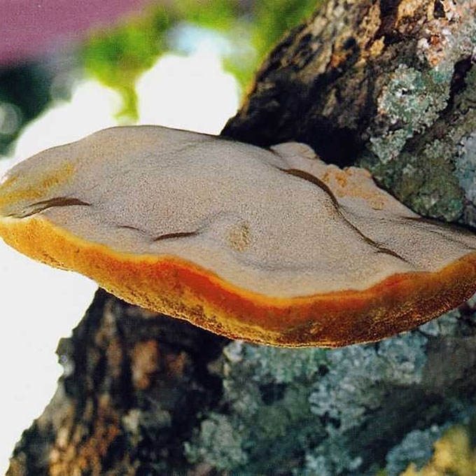 ŠERIUOTASIS SKYLENIS