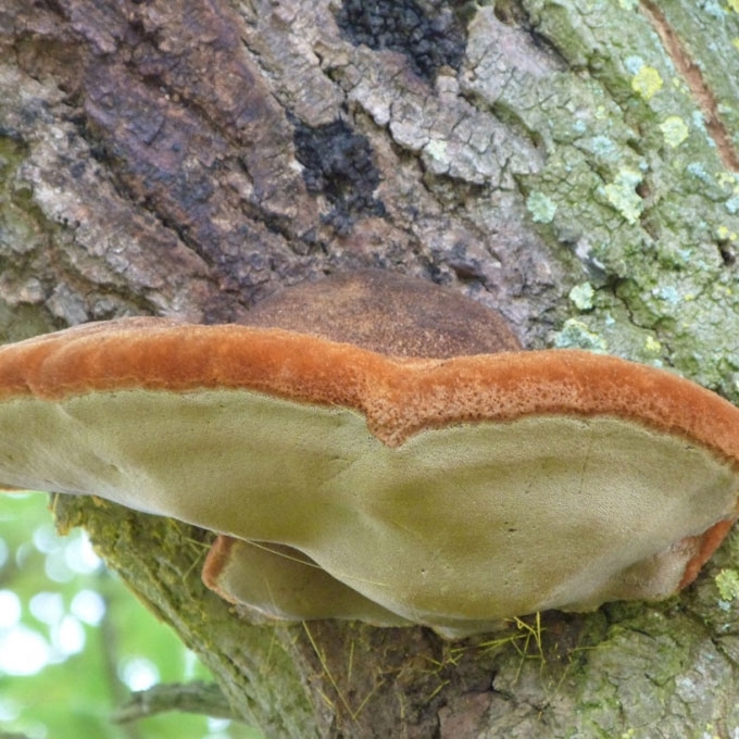 ŠERIUOTASIS SKYLENIS