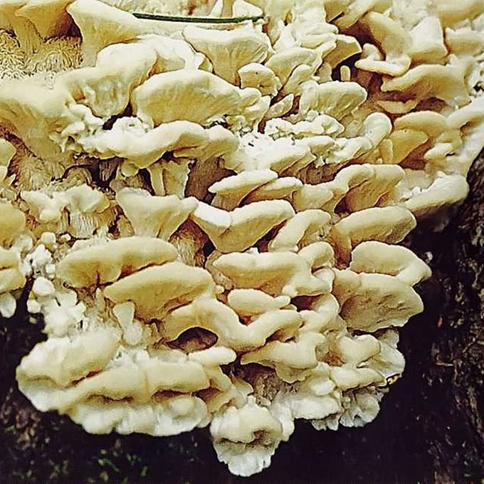 ŠIAURINIS DYGLENIS