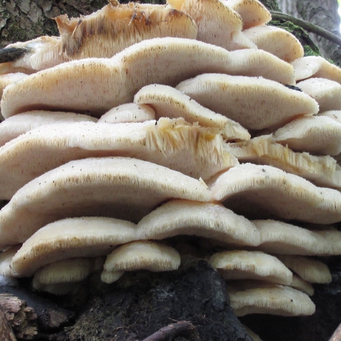 ŠIAURINIS DYGLENIS