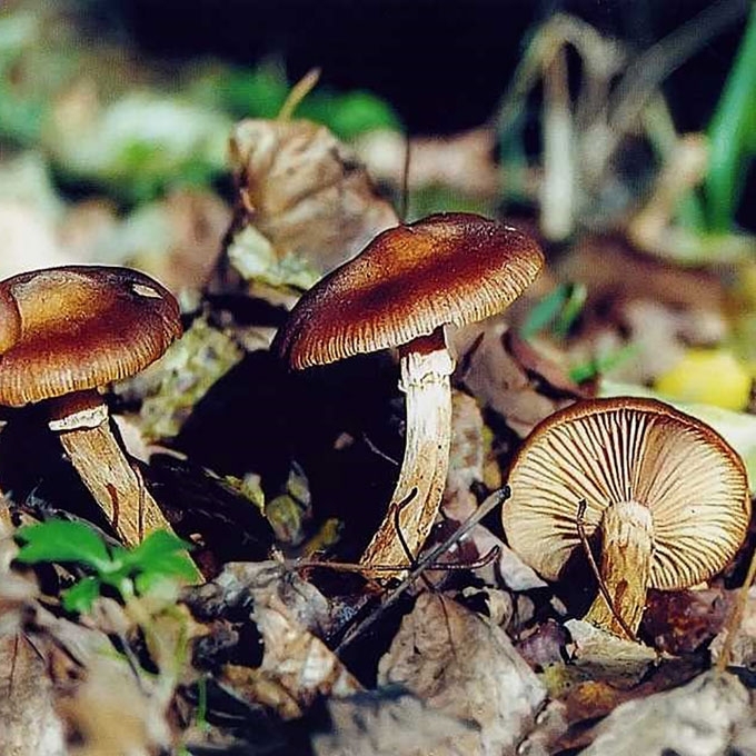 ŠIAURINIS KELMUTIS