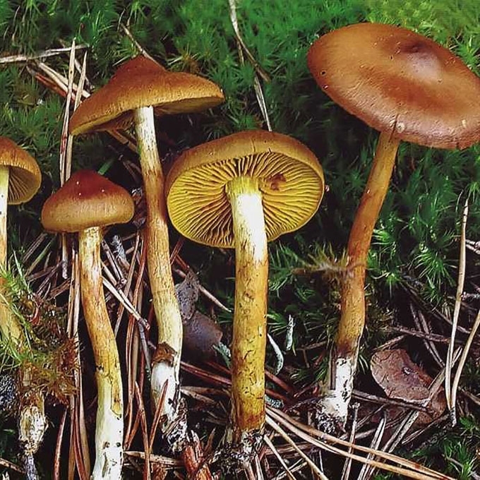 SIERALAKŠTIS NUOSĖDIS