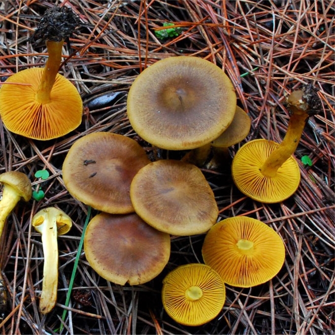 SIERALAKŠTIS NUOSĖDIS