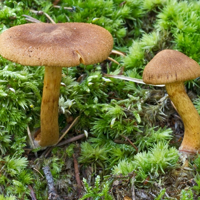 SIERALAKŠTIS NUOSĖDIS