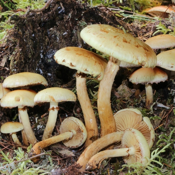 SIERASPALVĖ SKUJAGALVĖ