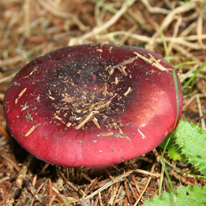 SILKIAKVAPĖ ŪMĖDĖ