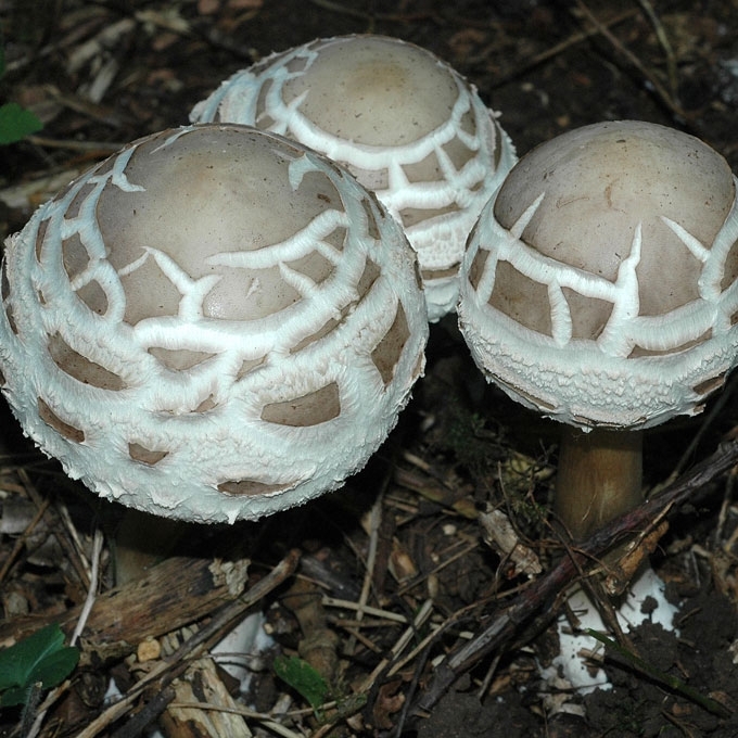 ŠIURKŠČIOJI ŽVYNABUDĖ