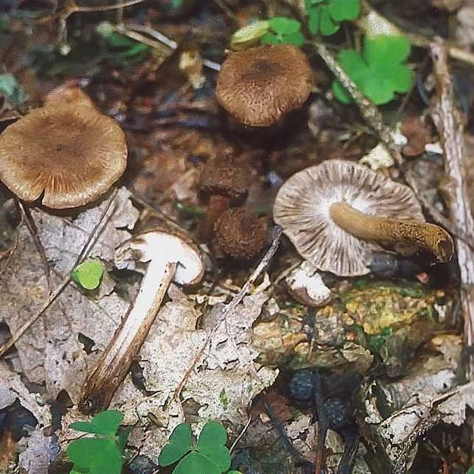 ŠIURPIOJI PLAUŠABUDĖ