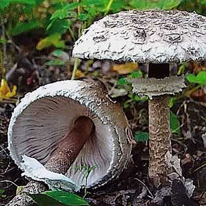 SKĖTINĖ ŽVYNABUDĖ