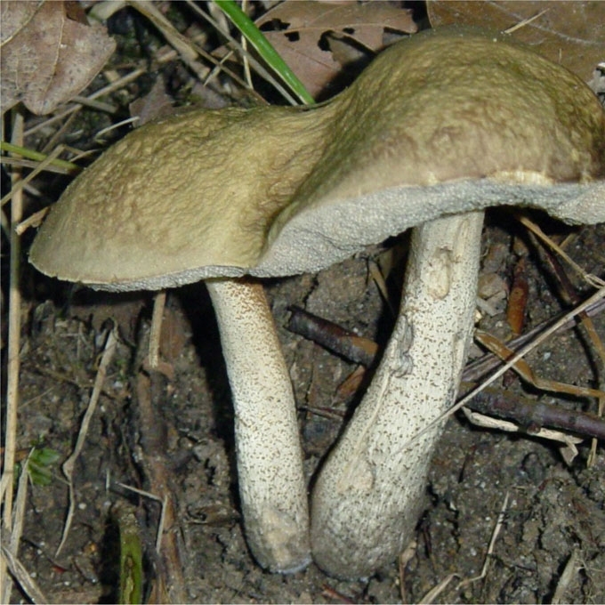 SKROBLINIS RAUDONVIRŠIS