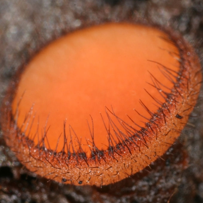 SKYDELINĖ BLAKSTIENUTĖ