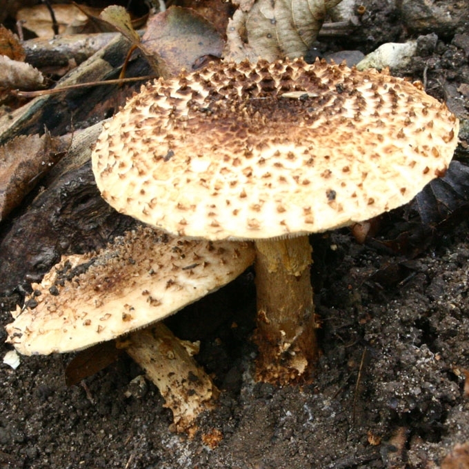 SMAILIAŽVYNĖ ŽVYNABUDĖLĖ