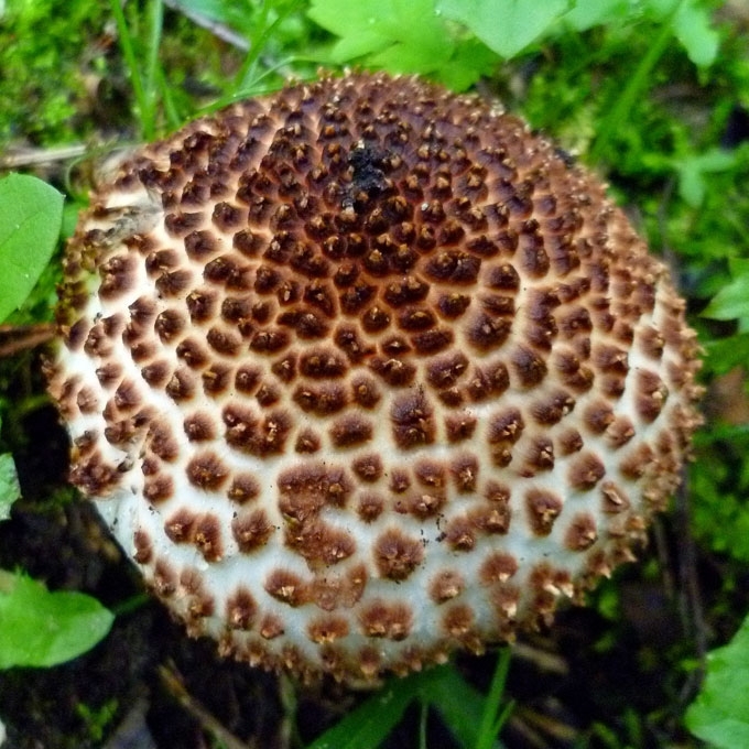 SMAILIAŽVYNĖ ŽVYNABUDĖLĖ