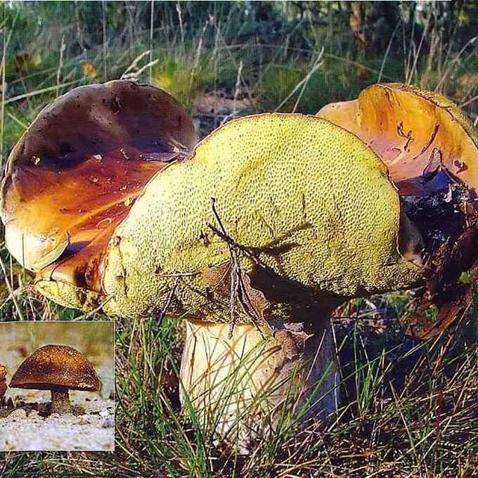 SMILTYNINIS ŠILBARAVYKIS