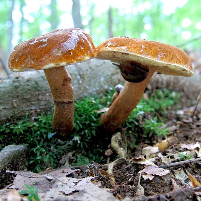 SMILTYNINIS ŠILBARAVYKIS
