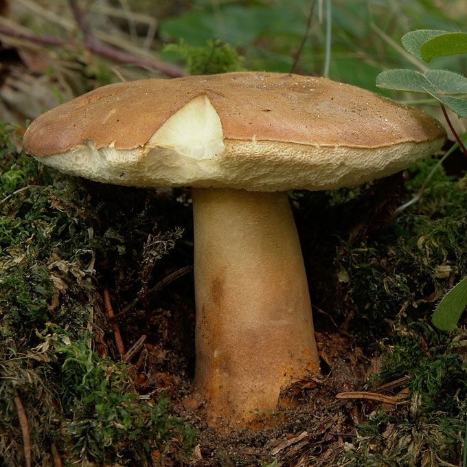 SMILTYNINIS ŠILBARAVYKIS