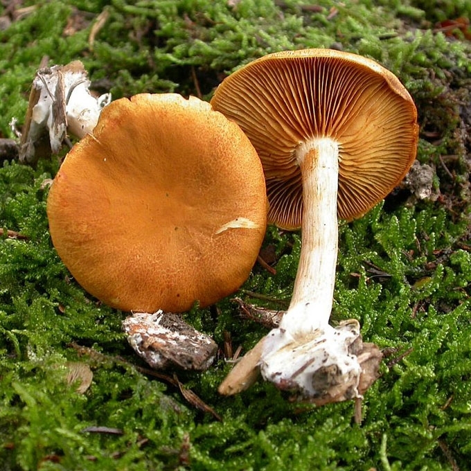 SMULKIAŽVYNĖ KARTEKLĖ
