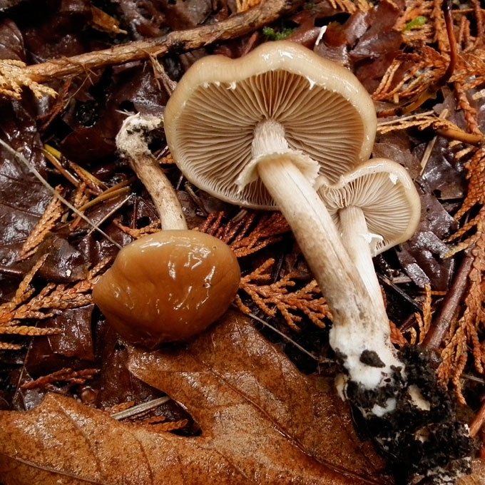 ŠOKOLADINĖ DIRVABUDĖ