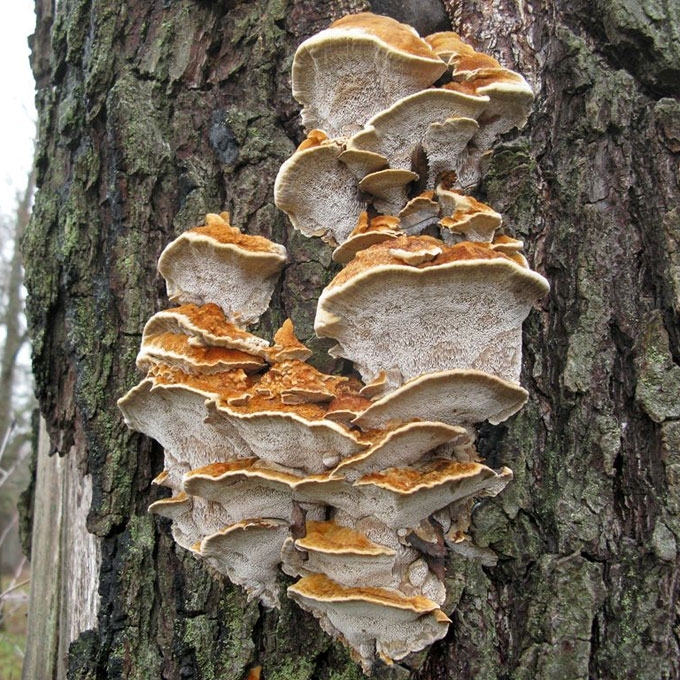 SPINDULINIS SKYLENIS