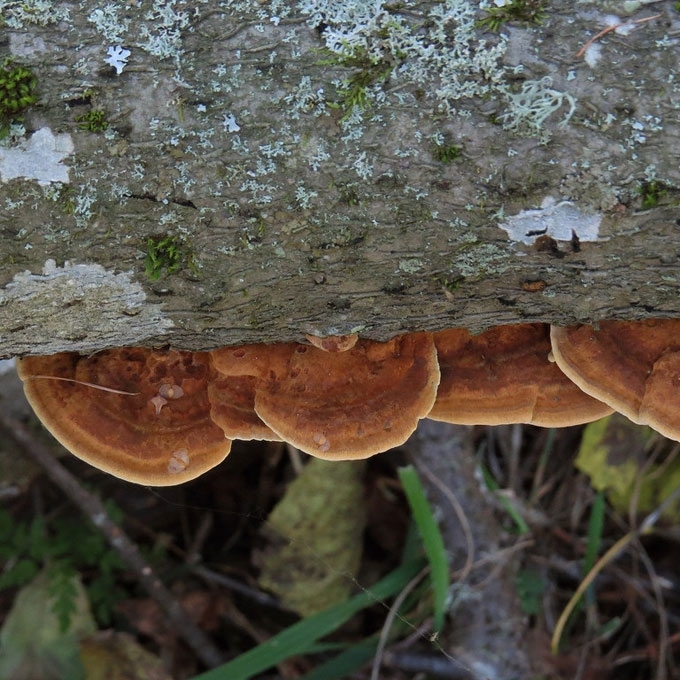 SPINDULINIS SKYLENIS