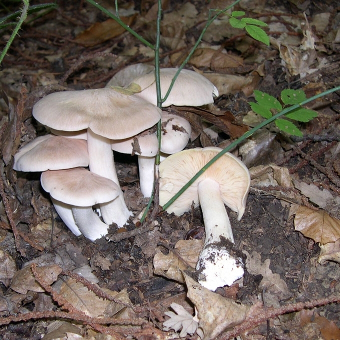STAMBIOJI GIJABUDĖ